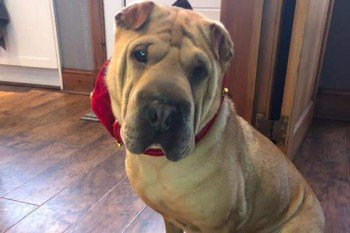 qu1ncey's tweet photo. 5 years ago today #PrincessNala vanished from Strathclyde Park #Scotland. Attacked by a dog & last seen bleeding badly. Was she found/sold on? Have you adopted a similar dog since? It's not too late to do the right thing!
#FINDNALA #HELPFINDNALA
bringnalahome@gmail.com https://t.co/51rNIsN6Go