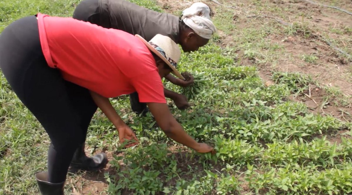 EnyonamManye's tweet image. The future of our 🌏 is hanging by a thread, but it’s not too late to change course if we take bold #ClimateActions.

@CGIARclimate @CGIARAfrica @bankimooncentre @UNFPAGhana @FAOFFKP