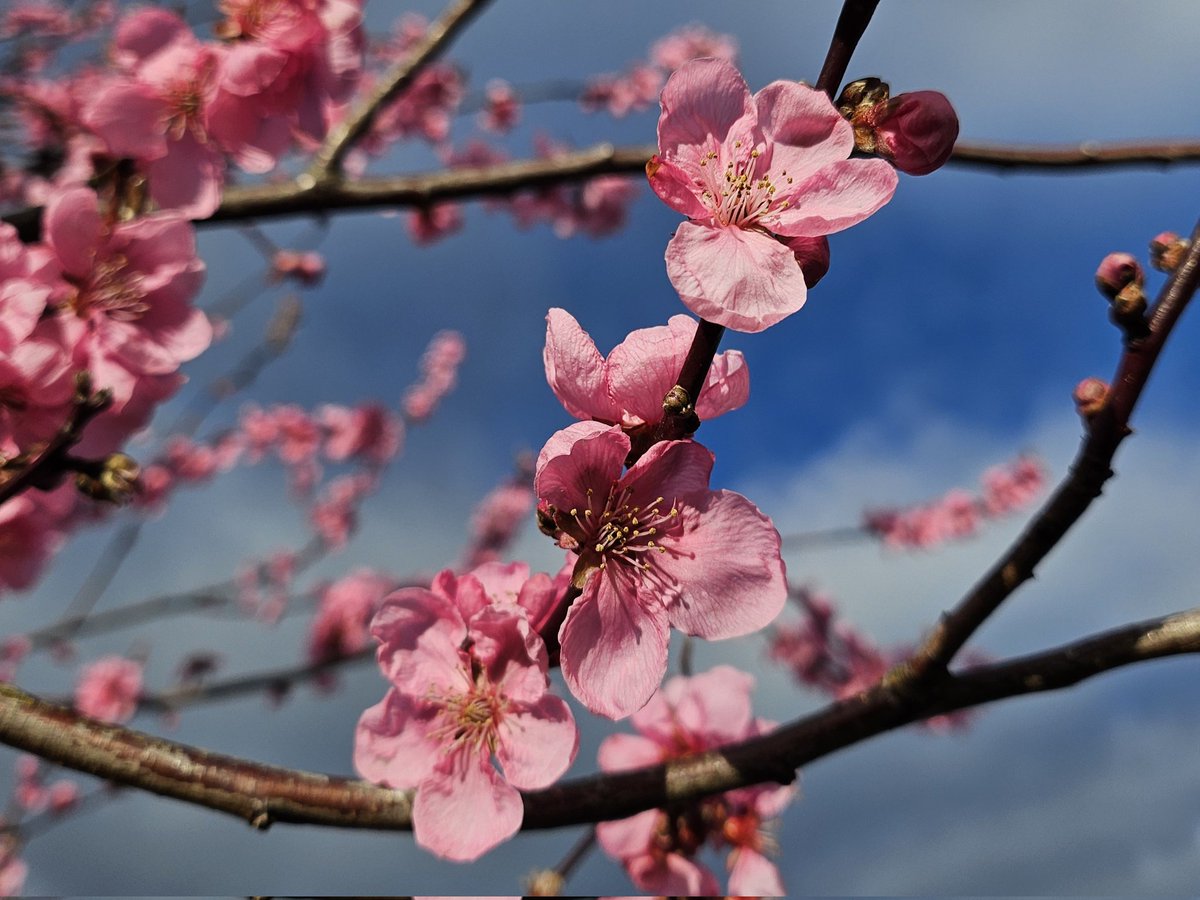 15minuteshipley's tweet image. Sunday walks in Northcliffe Park 
Sunshine, green space, blossom and plenty of mud = just what was needed.
#15minuteShipley 
Explore what's on your doorstep.