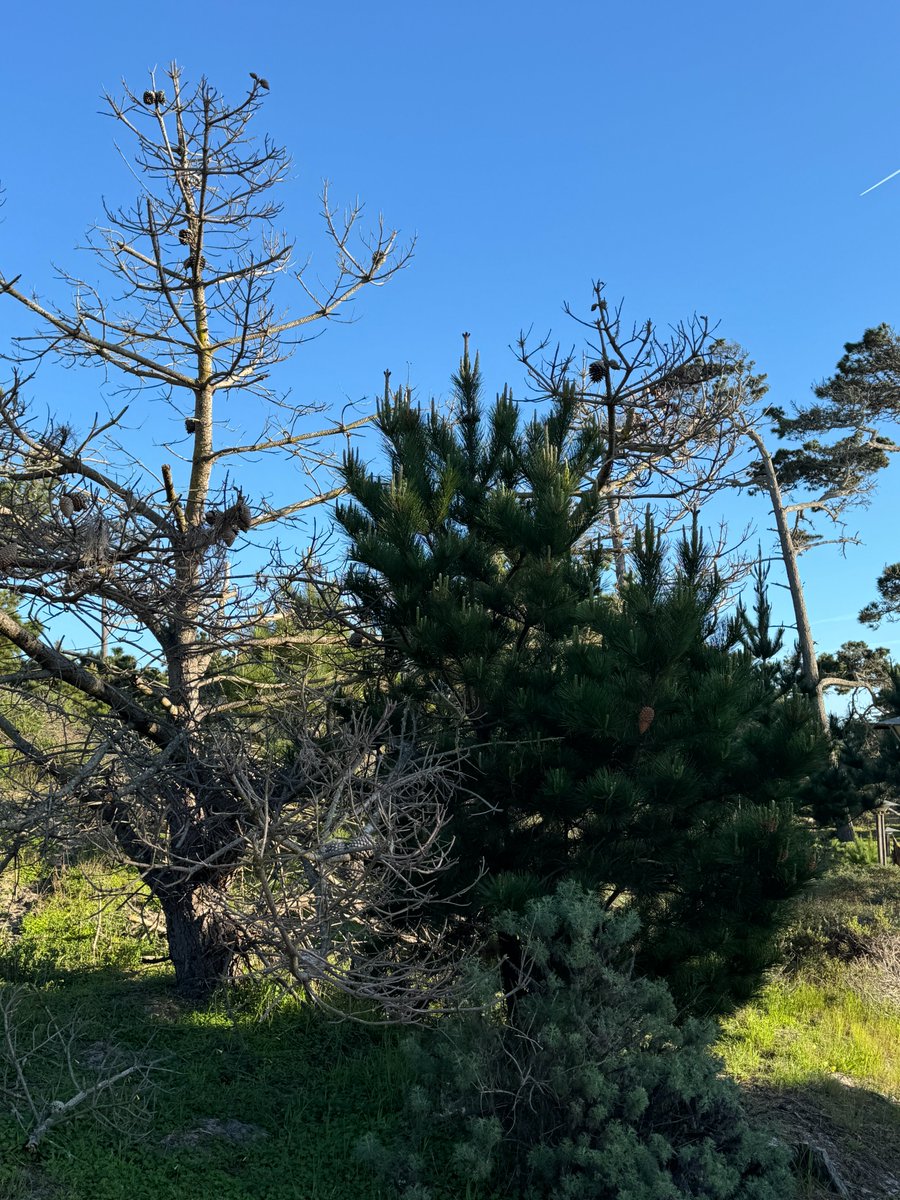 When I first visited Asilomar for a meeting, the conference grounds had a beautiful Monterey Pine forest. Now devasatated by pitch canker. Shocking what an invasive alien pathogen can do! @Fabiteam1 #forestpathology #forestentomology
