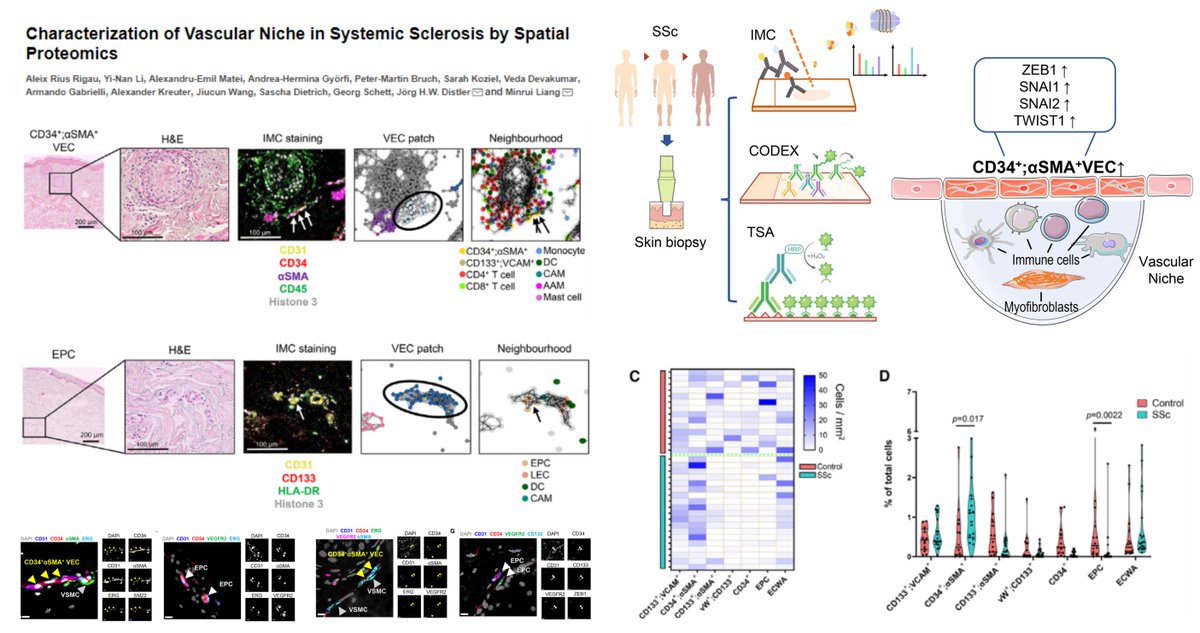 #SpatialProteomics
#MassSpectrometryImaging
38 metal isotopes
#SystemicSclerosis Skin #Microangiopathy

Dynamic changes in Blood & Lymphatic #EndothelialCell & #Pericyte subpopulations

⏫CD34+ACTA2+CD31+ #EndMT EC 
pos corr with EUSTAR activity score, modified Rodnan skin score)