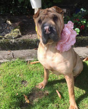 qu1ncey's tweet photo. 5 years ago today #PrincessNala vanished from Strathclyde Park #Scotland. Attacked by a dog & last seen bleeding badly. Was she found/sold on? Have you adopted a similar dog since? It's not too late to do the right thing!
#FINDNALA #HELPFINDNALA
bringnalahome@gmail.com https://t.co/51rNIsN6Go