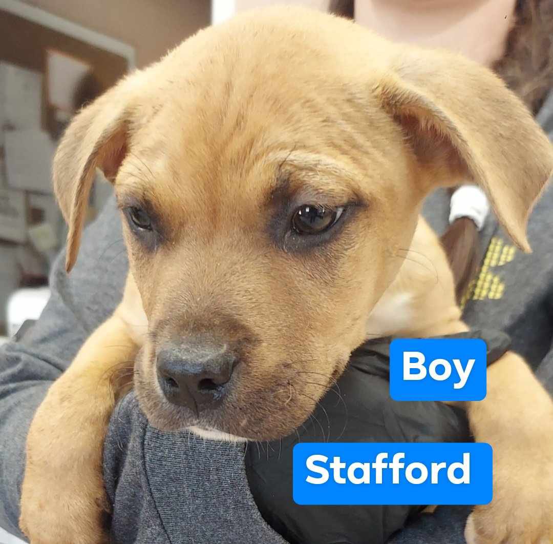🚨Urgent 🚨 Fairfax and other areas in Northern Virginia. 21 puppies need fosters right now. All shelters are full and they have nowhere to go.   All supplies and support provided. Commitment of at least 2 weeks needed (or until adopted).    Email info@homewardtrails.org asap…