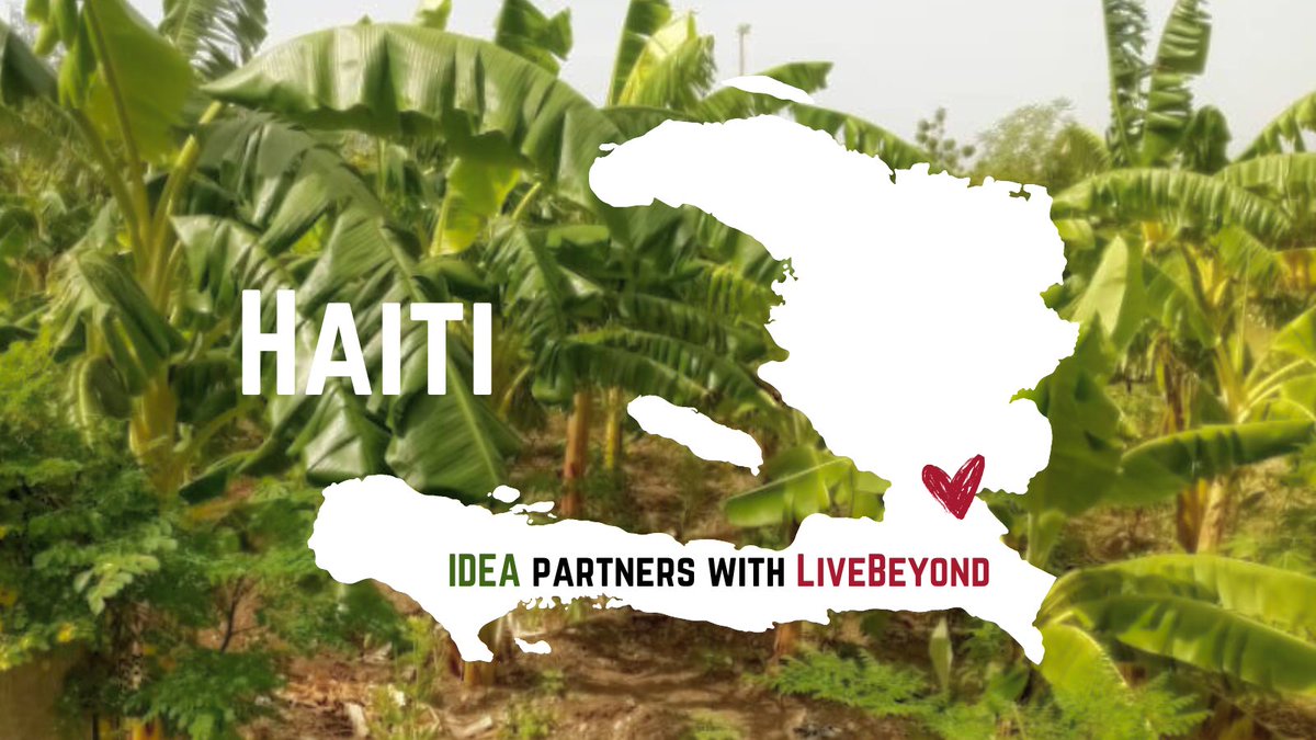 🌱 IDEA partners with LiveBeyond in Haiti to transform Thomazeau's farming sector. Our joint efforts are empowering local farming communities towards greater food security and self-sufficiency. Here's to growing stronger, together! 🤝 #IDEAImpact #SustainableHaiti #AgDevelopment