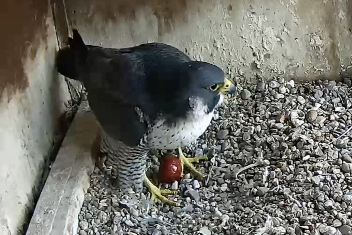 Jim Graham (@cropstonbirder) on Twitter photo The first @LeicsPeregrines egg was laid today 17 March <a href="/LeicsCathedral/">Leicester Cathedral</a> at 17:15. The season has started.
Live straming here:
leicesterperegrines.org.uk/streaming/ The first @LeicsPeregrines egg was laid today 17 March <a href="/LeicsCathedral/">Leicester Cathedral</a> at 17:15. The season has started.
Live straming here:
leicesterperegrines.org.uk/streaming/