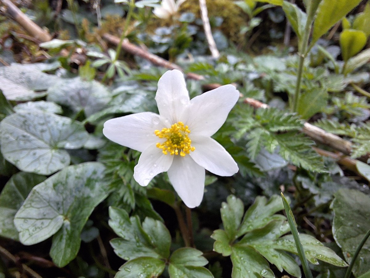 RosieFSC's tweet photo. Went on holiday for a week and, while I was away, the wood anemones came out. #wildflowerhour https://t.co/S0GqkCJUcP