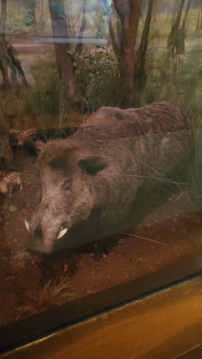 The other day I was at the Museum and there was a Taxidermy gallery of the animals of Europe. They had a wild boar and I was surprised at how large it was. I've encountered a lot of wild boar in japan, and they tend to be about the size of beagle or a 4-year-old child placed…