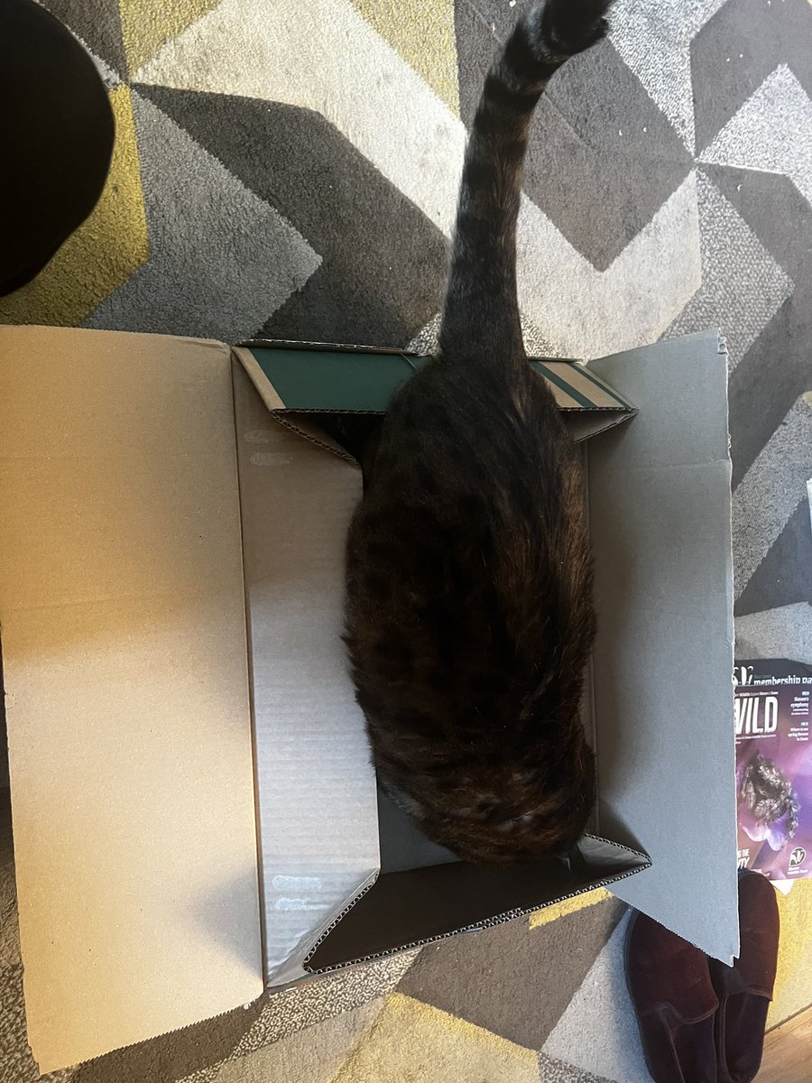 LokitheB's tweet image. Happy #catboxsunday to all our Fwenz! I haz a big, big box todayz! 😍😍📦📦 Tho The Human sayz I haz to getz outz! 🙈 #CatsOfTwitter #CatsOnTwitter #bengalcat #teambengal