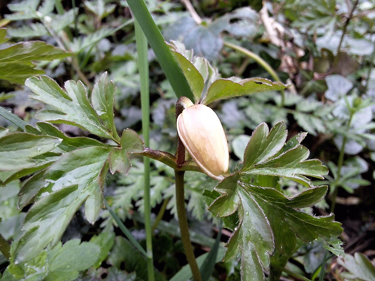 Went on holiday for a week and, while I was away, the wood anemones came out. #wildflowerhour