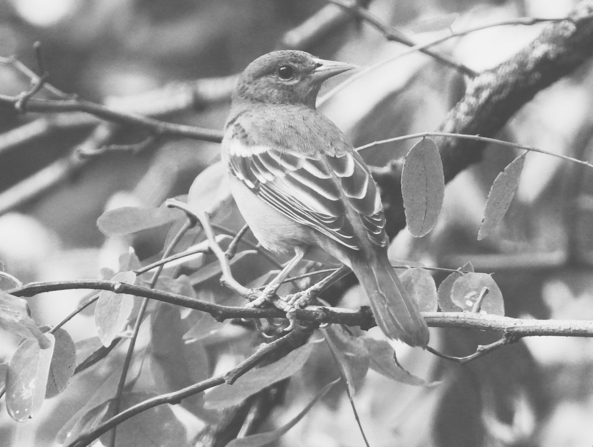 PapaBeardedNFTs's tweet photo. Shoutout to @ccubetez for scooping a classic shot from my original #PBpure alt account on HeN
Appreciate that you vibed with this shot π₯°
https://t.co/hrXqUcZdCm https://t.co/rzWSKlTjTv