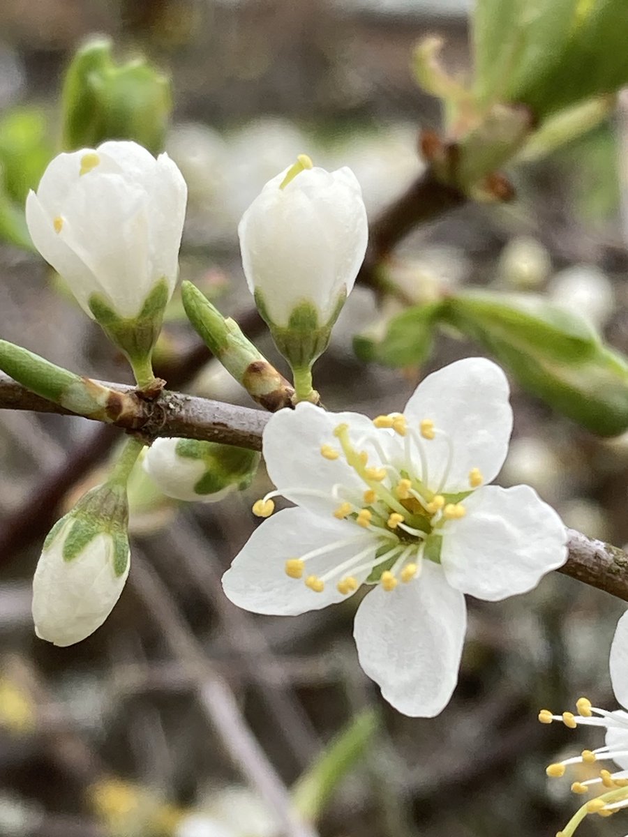 So many Blackthorn (Prunus spinosa) in full bloom at the moment along the Derwent in Derbyshire ⁦<a href="/wildflower_hour/">wildflowerhour</a>⁩ #wildflowerhour ⁦<a href="/BSBIbotany/">BSBI: Botanical Society of Britain & Ireland</a>⁩