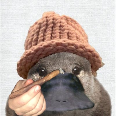 platwifhat tweet media