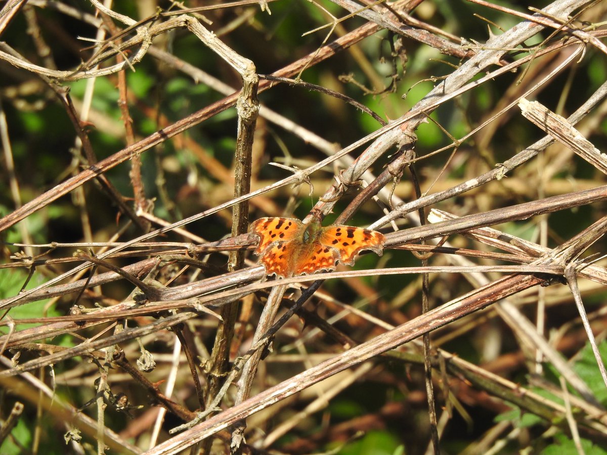 First Comma of the year. Today at Hawker’s Cove, Camel Estuary. @Cornwall_BC @bestbutcher1 @maxshearwater