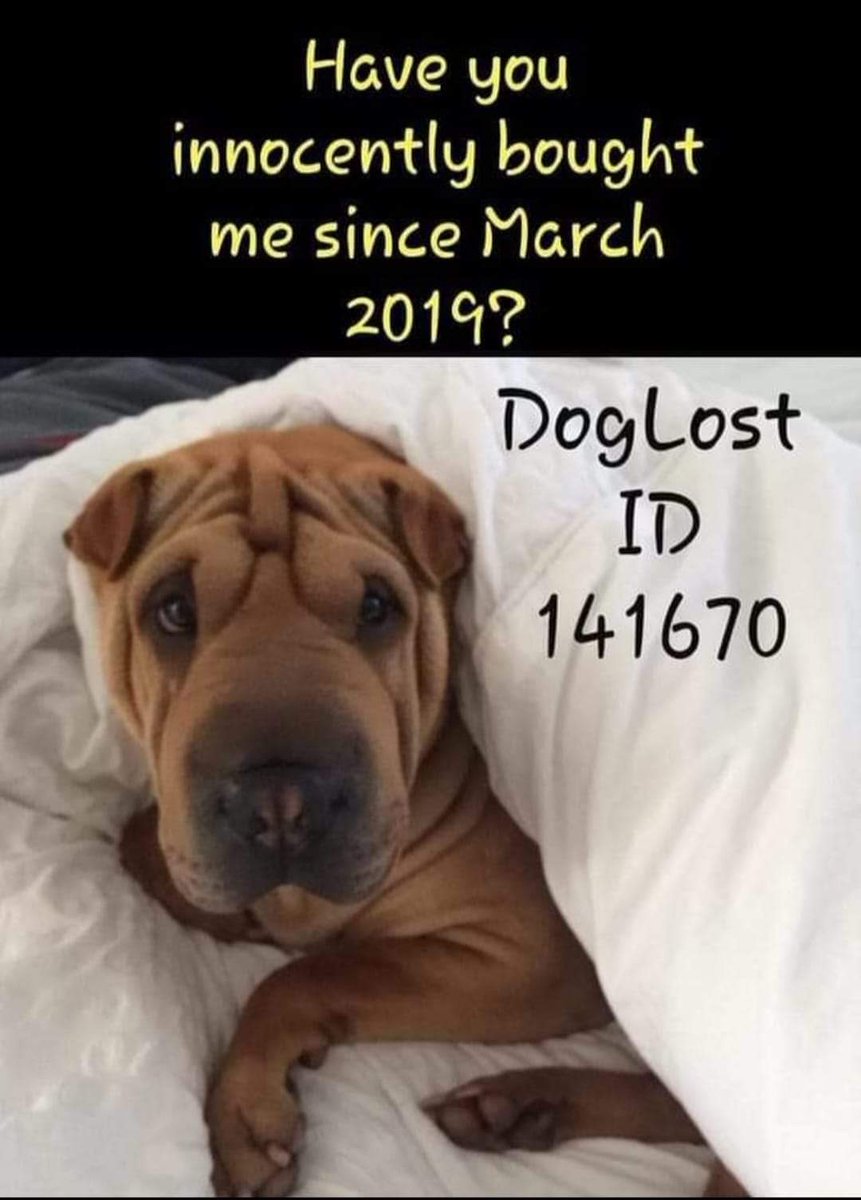 ZuccoIsMissing's tweet photo. 5 years ago today #PrincessNala vanished from Strathclyde Park #Scotland 

TEAM NALA ♥️
Today, she has been gone 5 years

Any information please contact 
bringnalahome@gmail.com https://t.co/6Wm8pKJ4aP