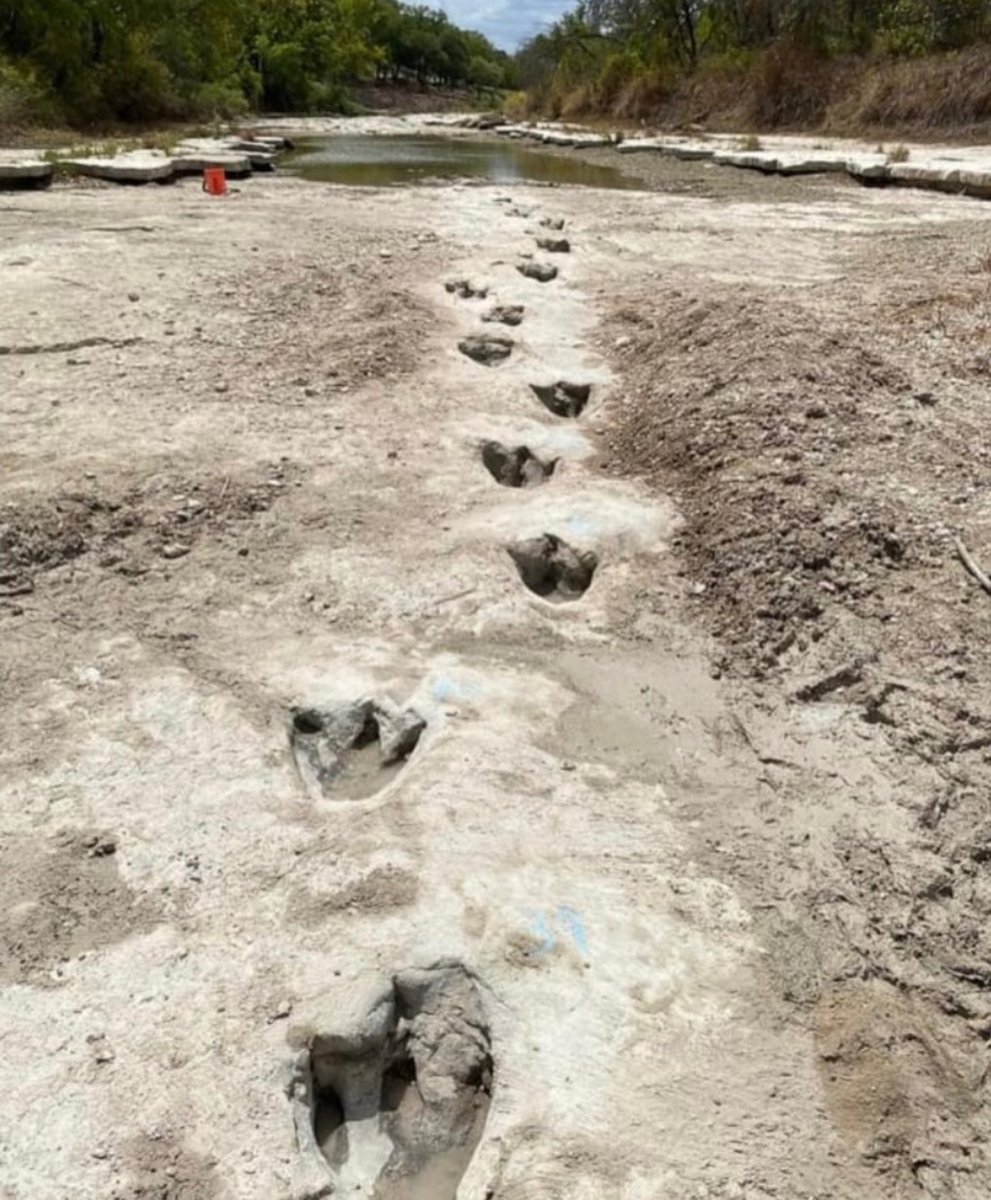 Amid a drought in recent years, the Dinosaur Valley State Park in Texas discovered dinosaur footprints that were historically covered by water and sediment. Experts dated them back to 113 million years ago.