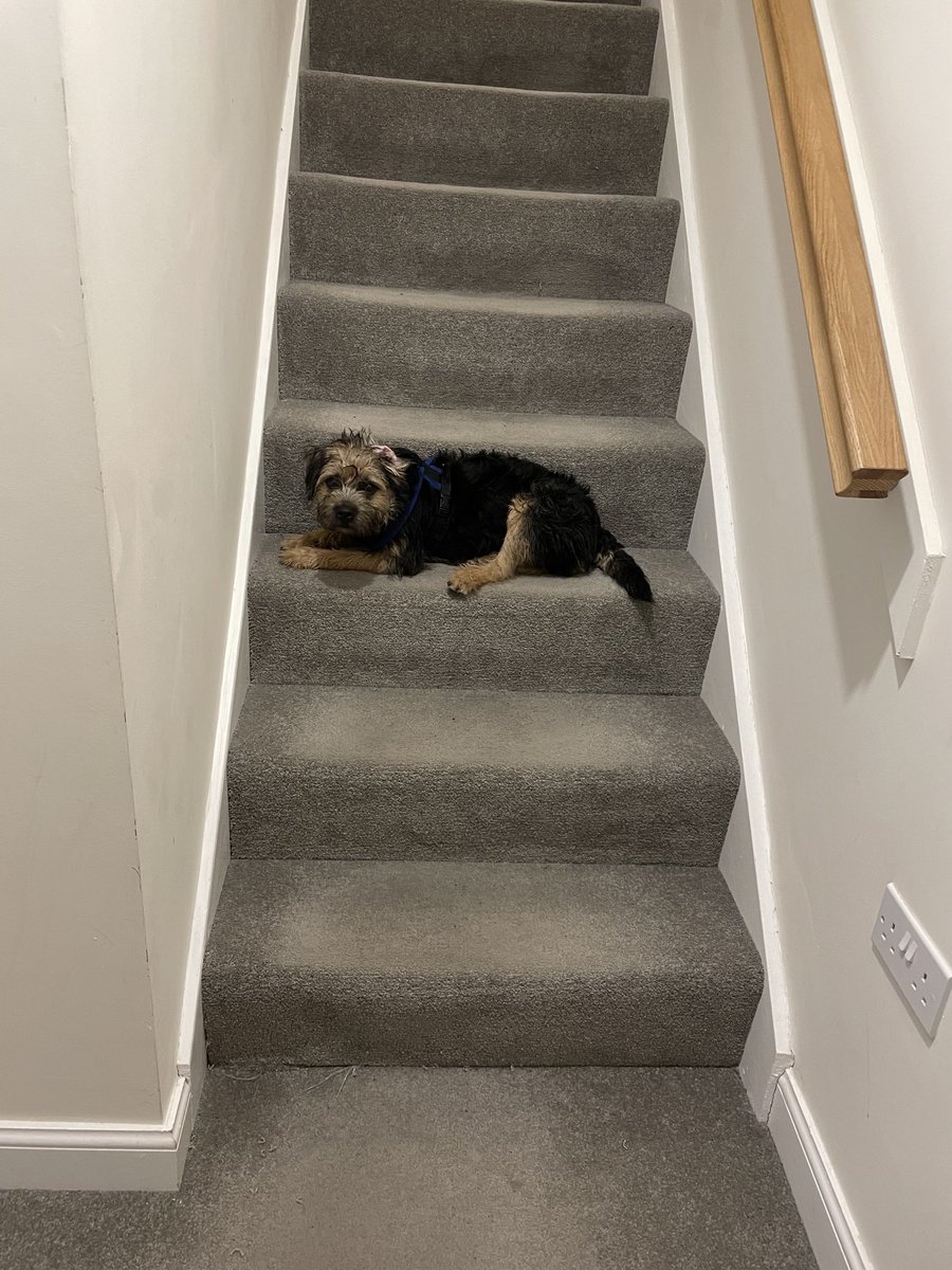 Well, well, well. What do we have here? Benedict #BTPosse making his first ventures on the stairs…⁦@revdlouisjj⁩