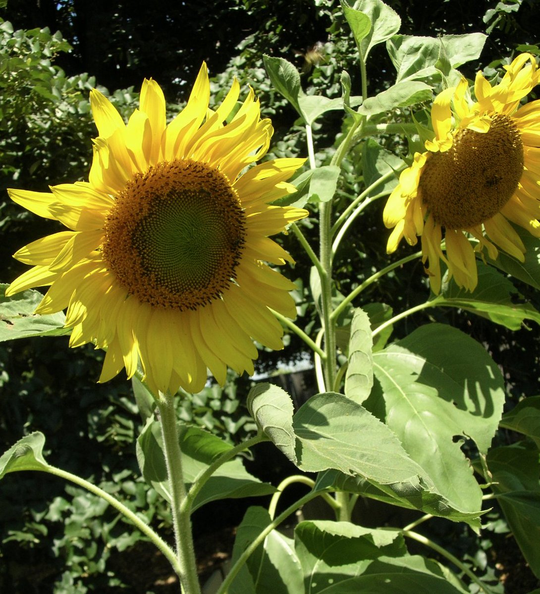 Sunflowers at the Brooklyn Botanic Garden. Photo taken a couple summers ago. #SundayYellow #Flowers