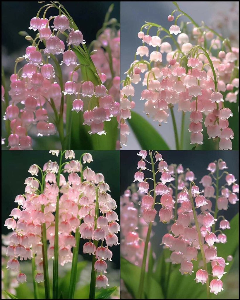 🌸🌱 lily of the valley