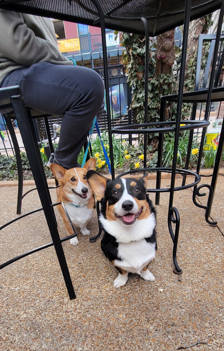 Corgis at the Welsh pub on St Patrick's Day! Llewellyn's Pub St Charles Missouri. #StPatricksDay #Corgi #Corgis #CorgiLife