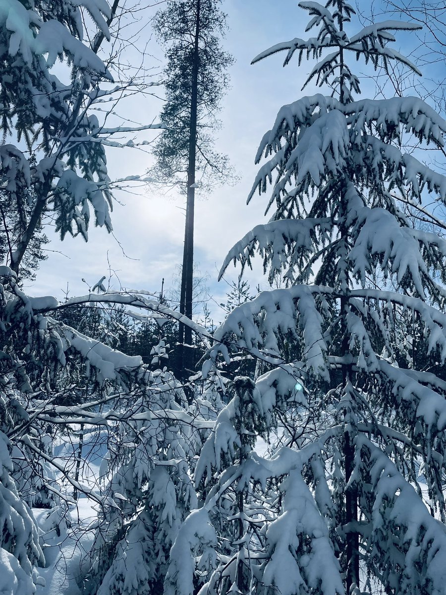 KatjaLuojus's tweet photo. Tänään upeat hiihtoladut, @Nokiankaupunki, Koukkujärvellä. Nihkeä luisto, mutta matka kuitenkin taittui 🔥👍Sateen jälkeen saapui myös upea poutasää ☀️☀️☀️
#hiihto #pertsa #aurinko #ladut https://t.co/x5LiIYXbGj
