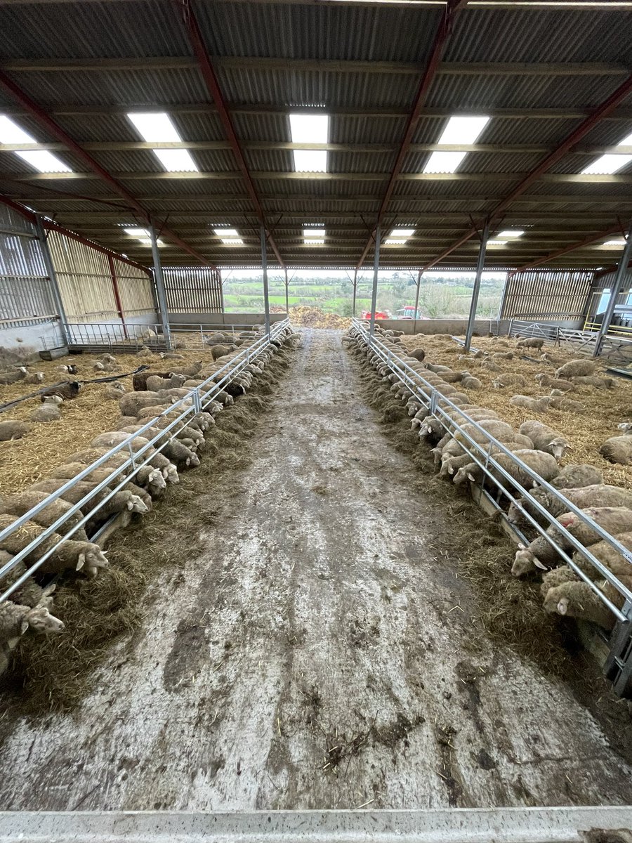 HuwCJones1's tweet photo. Gwaith dros y 15eg mis diwethaf ar uned godro defaid newydd.
Past 15 months work on new dairy sheep unit. https://t.co/s1bbAGVrF1