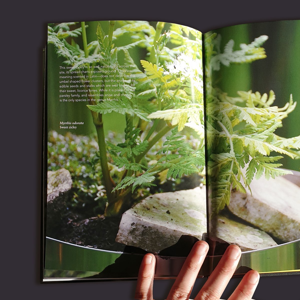 actar_publisher's tweet image. Tiny Taxonomy offers a visually engaging collection of #images and #texts drawn from a series of contemporary #garden installations, which highlight the role of individual plants in #landscapearchitecture.