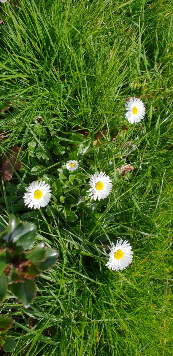 Giant form of the common Daisy in Dunorlan Park, with a regular flower for comparison #wildflowerhour