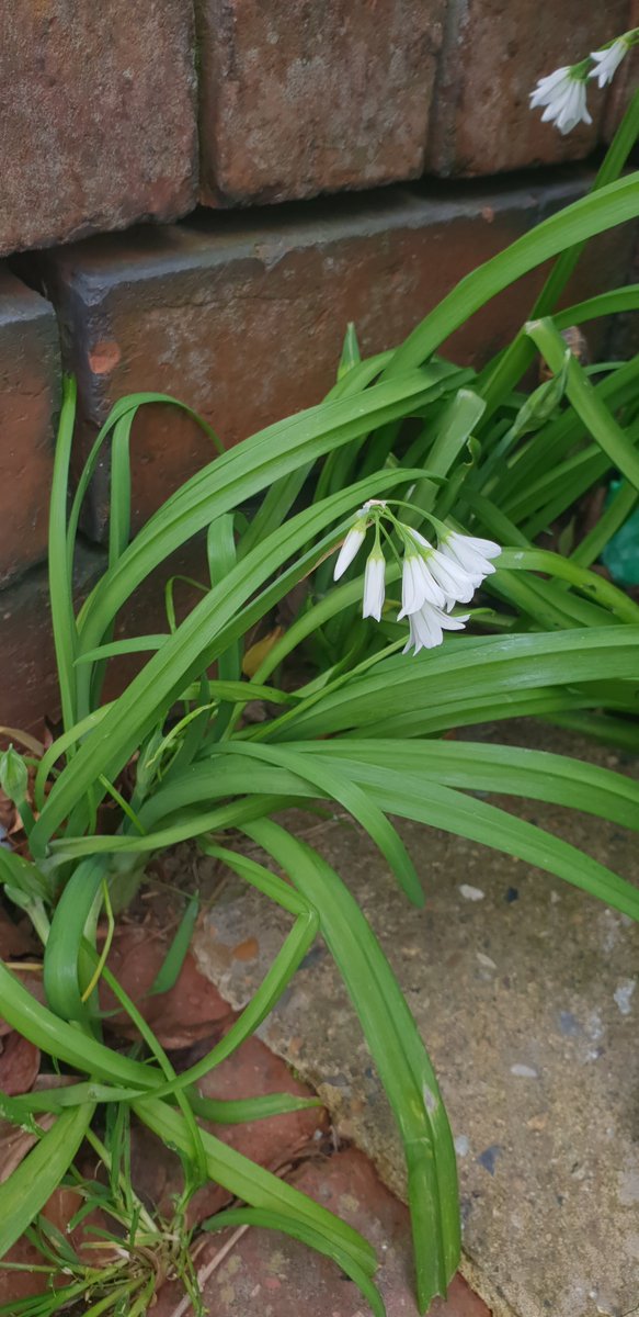 Three-cornered Garlic, a common 'street weed' in Tunbridge Wells, starting to flower now #wildflowerhour