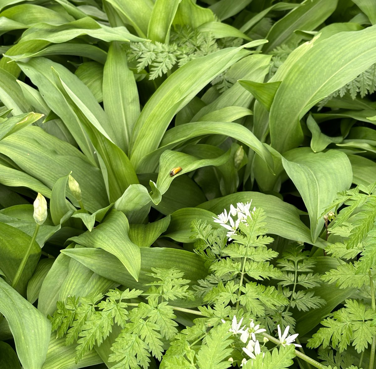 Daslook (Allium ursinum) in bloei #StreetBotany #WildflowerHourNL
