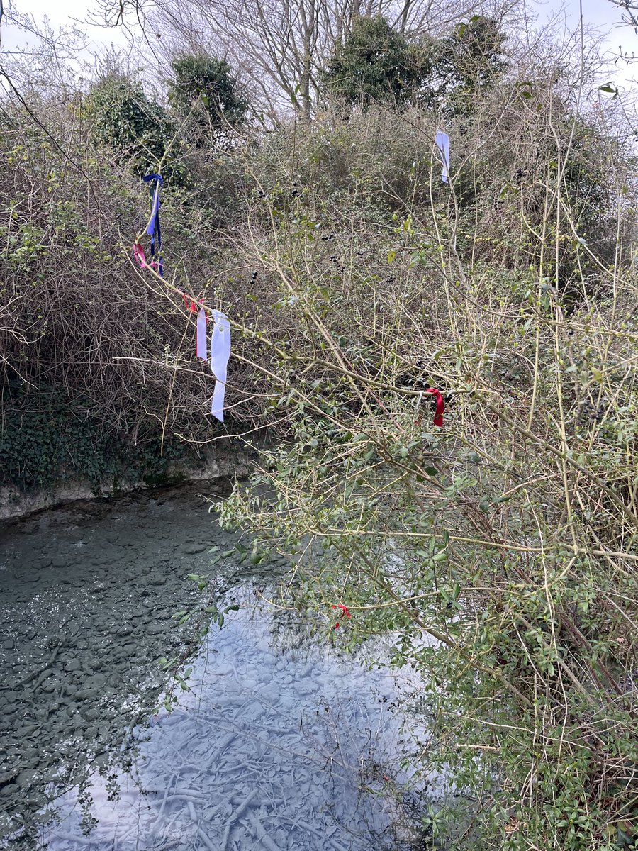 It moves me to see these ribbons tied above the spring near my house; continuing a healing practice associated with sacred springs & holy wells for at least 500 years in these islands. No coincidence that these springs are 500 yards from a major hospital. Such clear water.