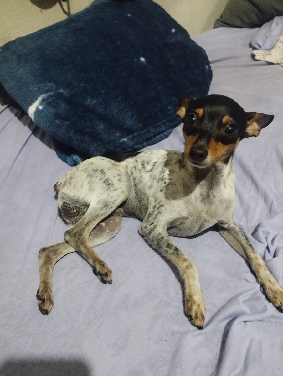 slasherboreal's tweet photo. Sebastian passando para dar um oi ♥️🐾 https://t.co/68m0zbTre0