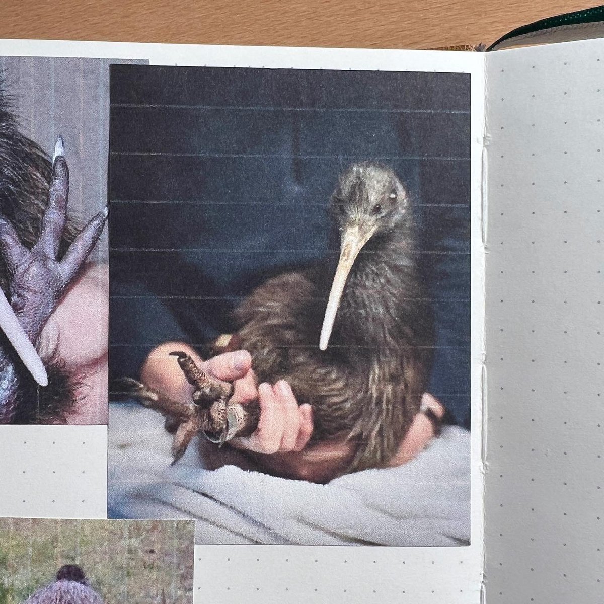 Mossfrog Press tweet media