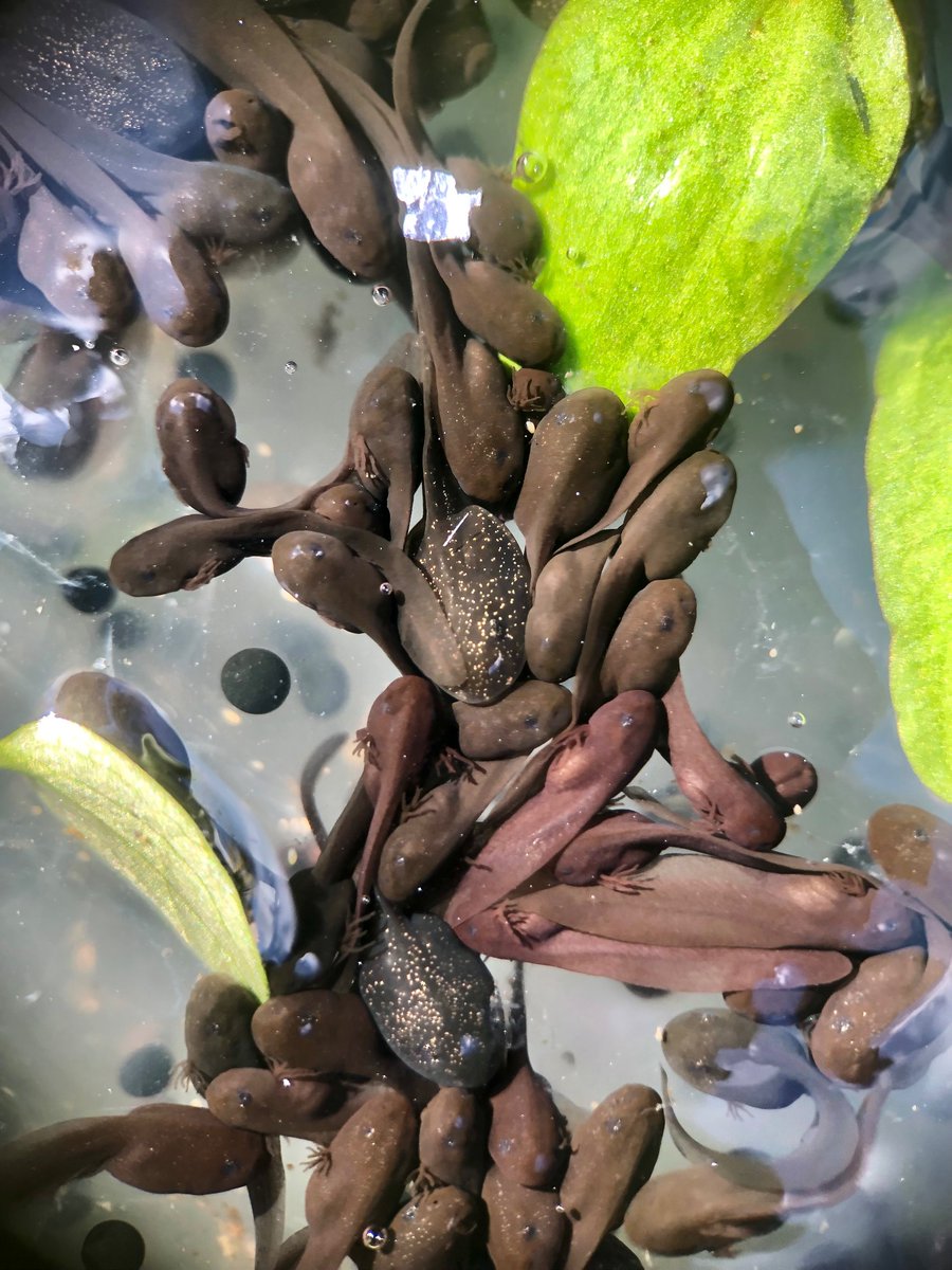 Tadpoles in the sun!
