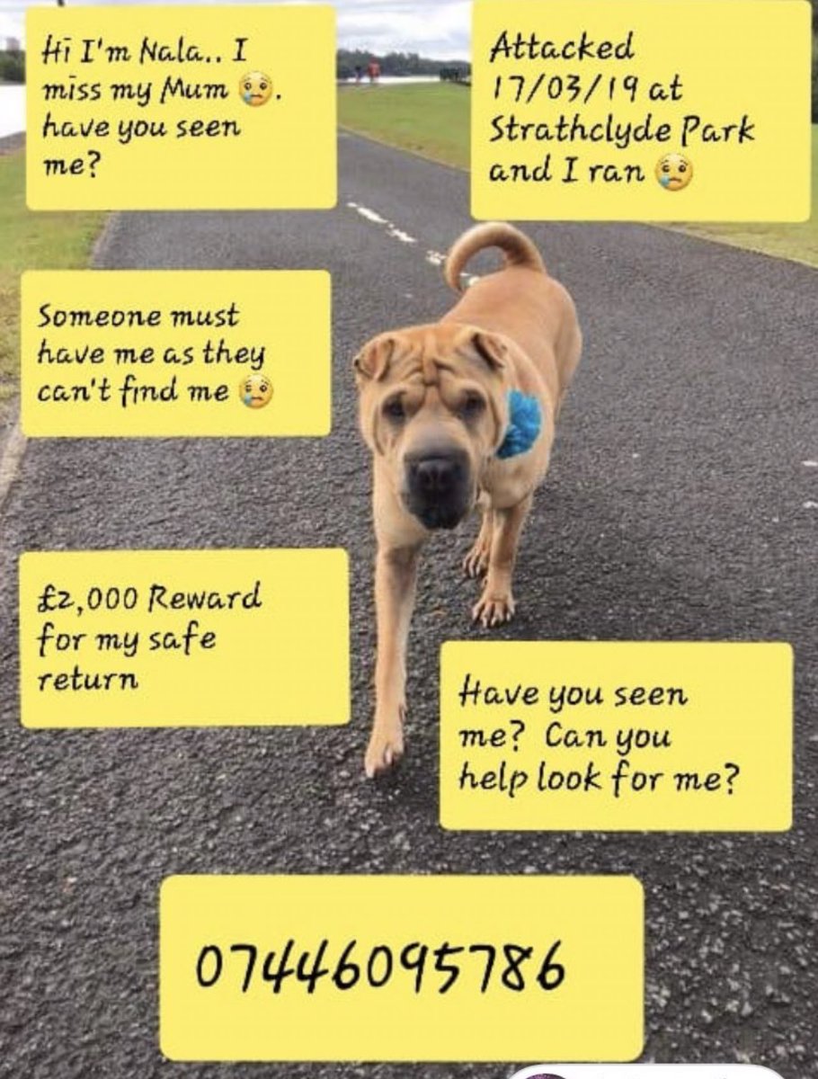 ZuccoIsMissing's tweet photo. 5 years ago Nala & her owner were walking in Strathclyde Park #Scotland when Nala was attacked by another dog
Nala fled, bleeding
Later she was spotted in the park, looking for her owner
This was the last time she was seen
βοΈ 07446 095786
Β£4,500 reward #helpfindnala https://t.co/Q1EJ4tkoHU