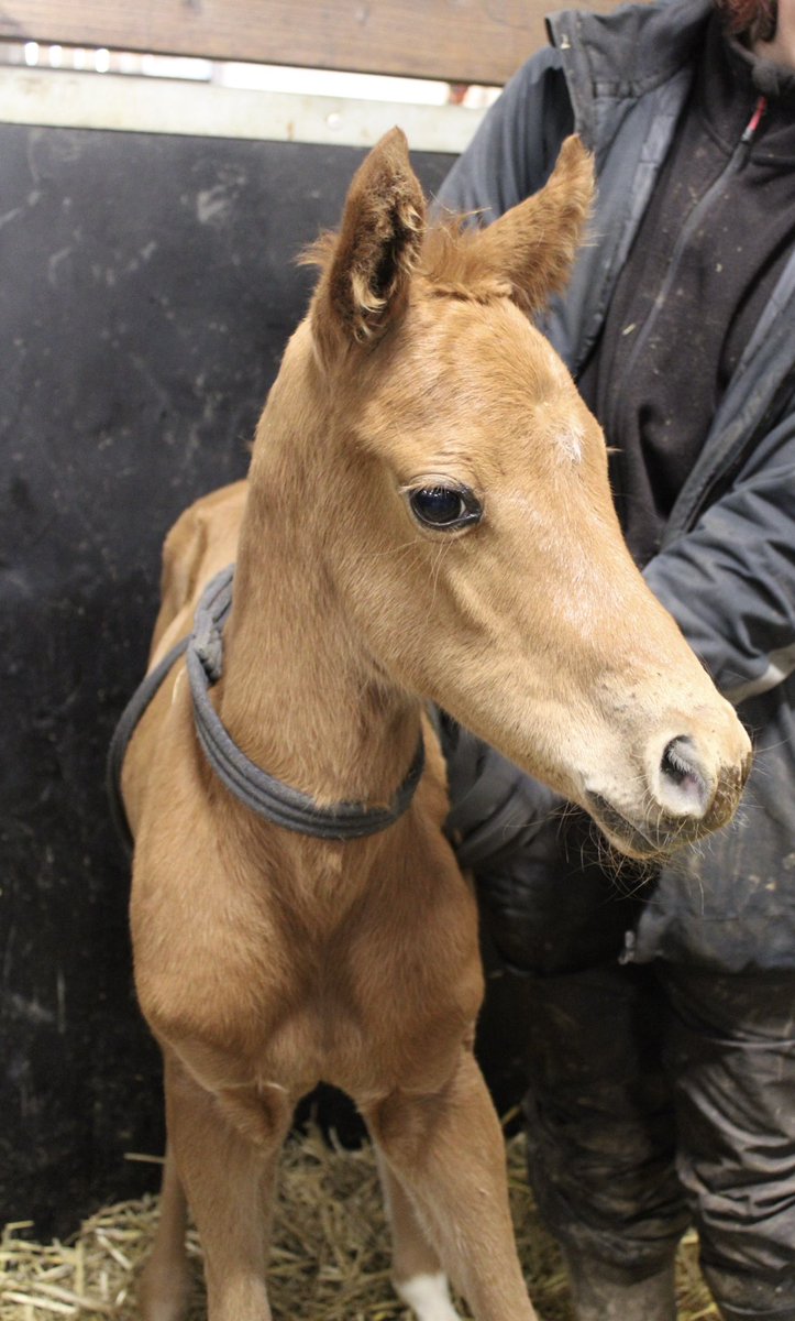 Penhill Stud (@wendelywes) on Twitter photo This filly by <a href="/Tweenhills/">Tweenhills</a> stallion Zoustar wins the cutest face competition at Penhill , she also has the most athletic moves (to follow) This filly by <a href="/Tweenhills/">Tweenhills</a> stallion Zoustar wins the cutest face competition at Penhill , she also has the most athletic moves (to follow)