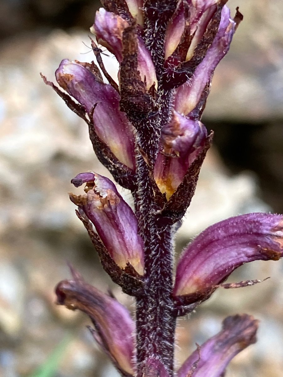 Quite surprised to find a few spikes of Orobanche (presumed to be O. minor subsp. maritima) emerging today. Far earlier than I’ve found them before. And LOOK at that deep purple! 💜 #WidflowerHour