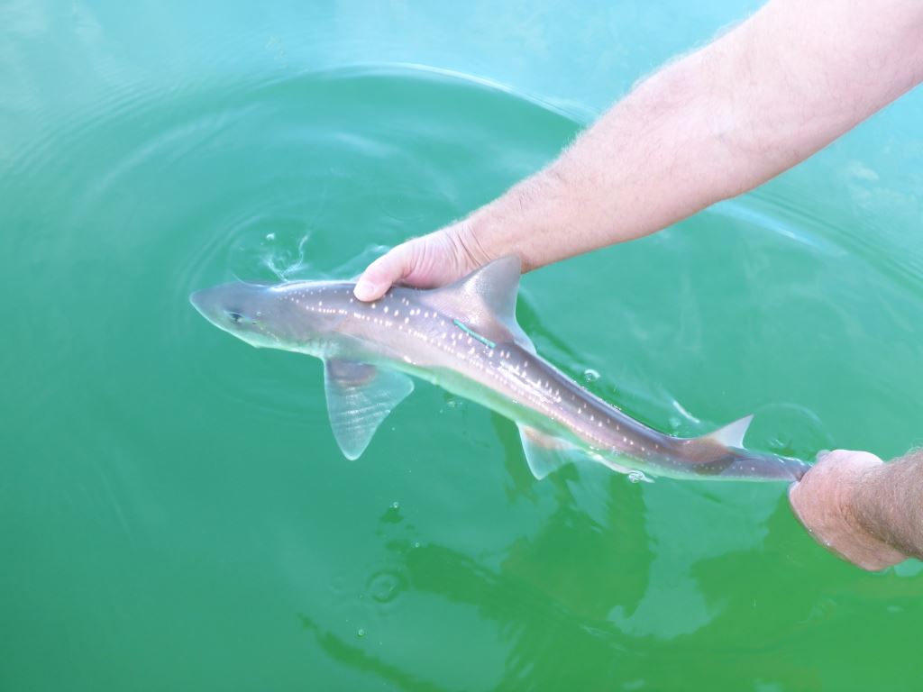 SharkiesOTD's tweet image. ♡ Some sharks if you're feeling down!