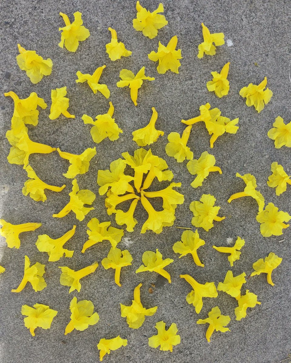 _quiroptera_'s tweet photo. ¿Que qué hice en mi domingo libre?
No lo entenderías 🌱 💛🌱💛
📍 Av. La Paz, Guadalajara 

#Primaveras #ÁrbolesMágicos https://t.co/CtSZTSiJZ8
