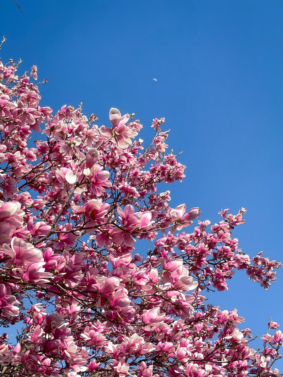 Magnolia flowers and the moon 🌙