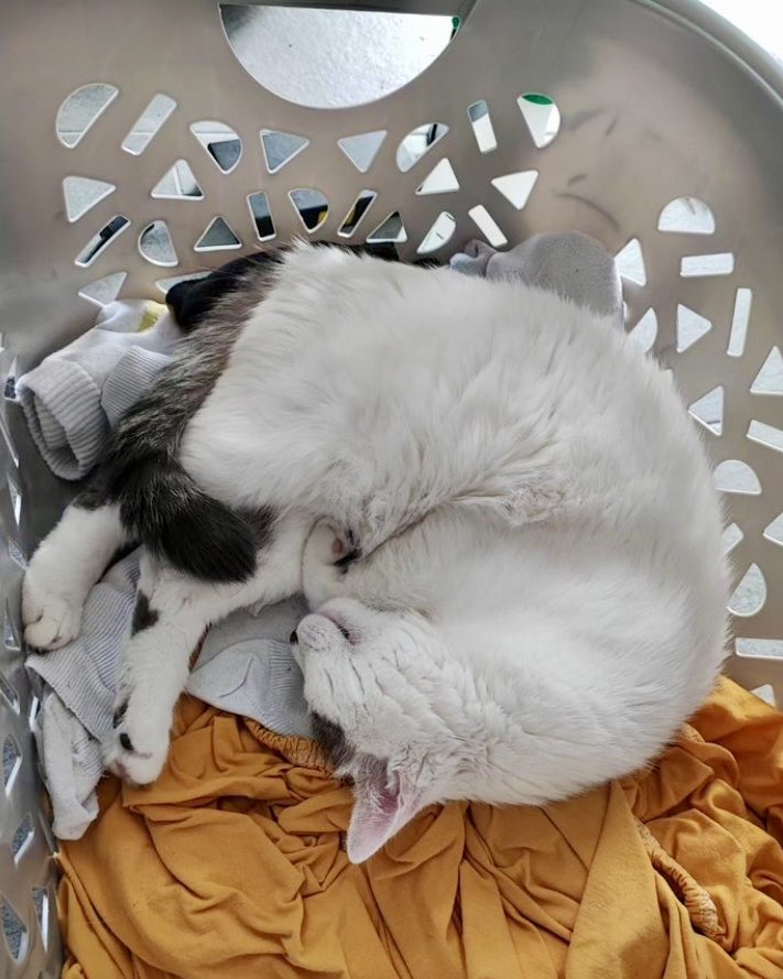 Tokay le chat 🐾 tweet media