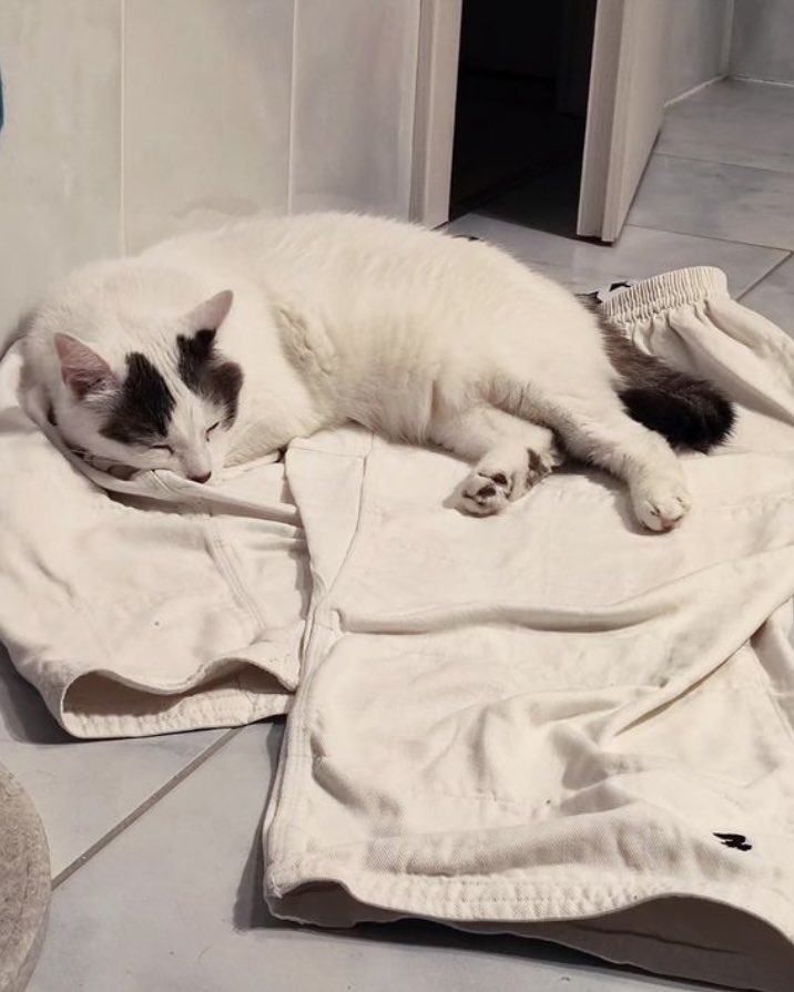 Tokay le chat 🐾 tweet media