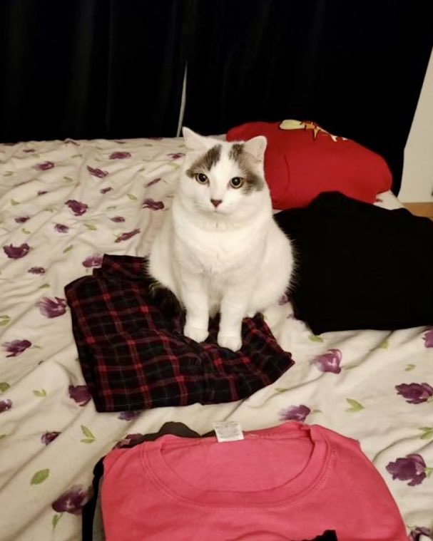 Tokay le chat 🐾 tweet media