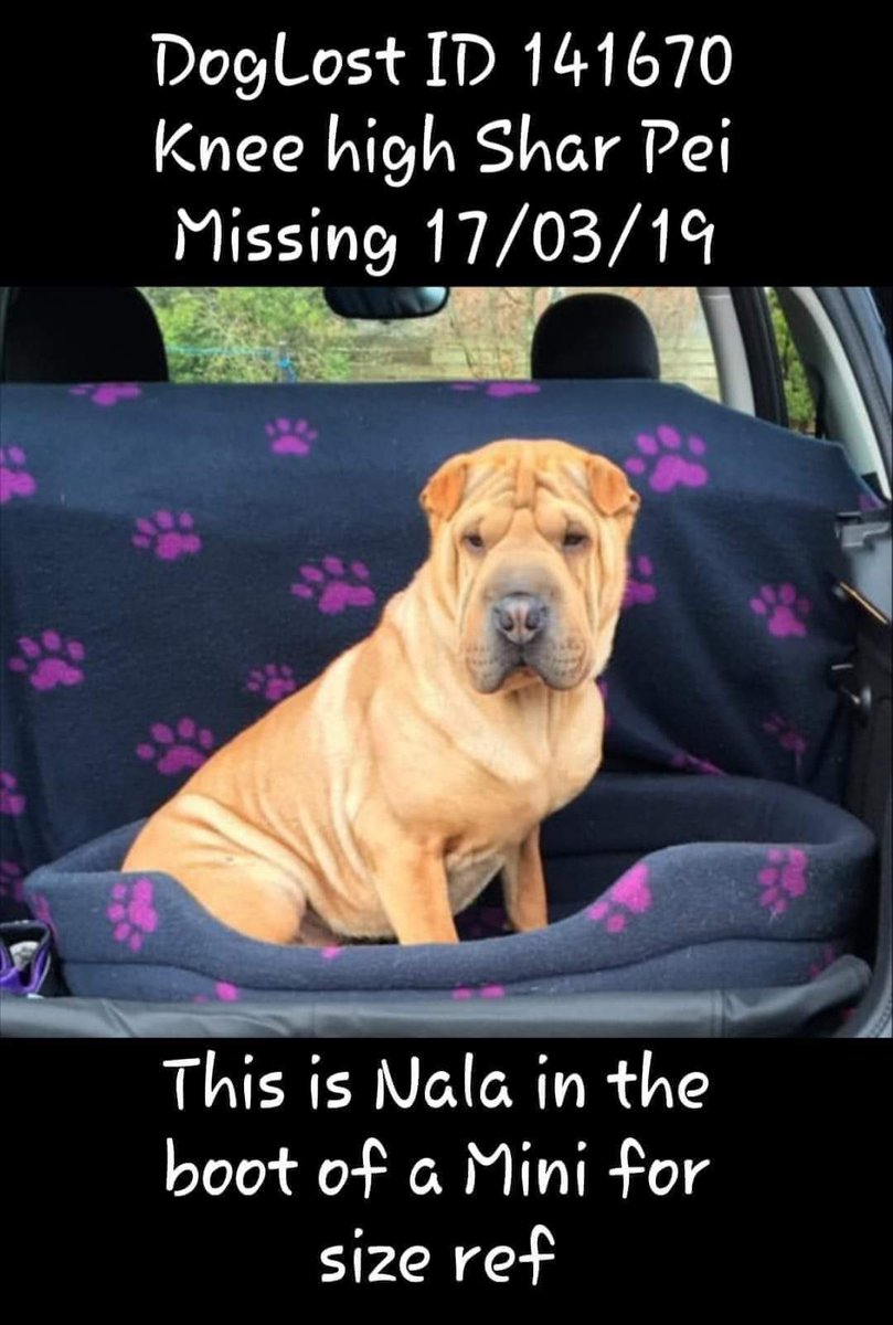 #Five long years Nala has been missing plz RT #helpfindnala