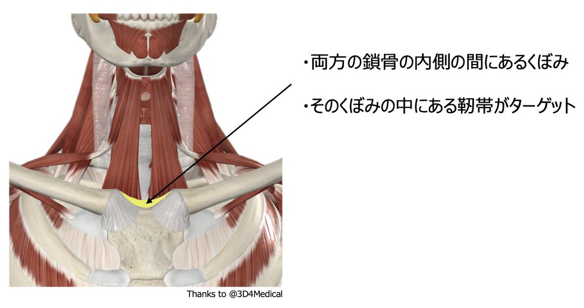 喉の違和感、飲み込みがしにくい時にチェックしたいのが、鎖骨と鎖骨の間のくぼみにある鎖骨間靱帯の硬さ。経験上、モノを飲み込むなどの嚥下動作で違和感がある人はここが硬くなっていることがあります。食道や気道の機能は首まわりの筋肉や筋膜の緊張にも左右される印象なので、ぜひチェックを☺︎