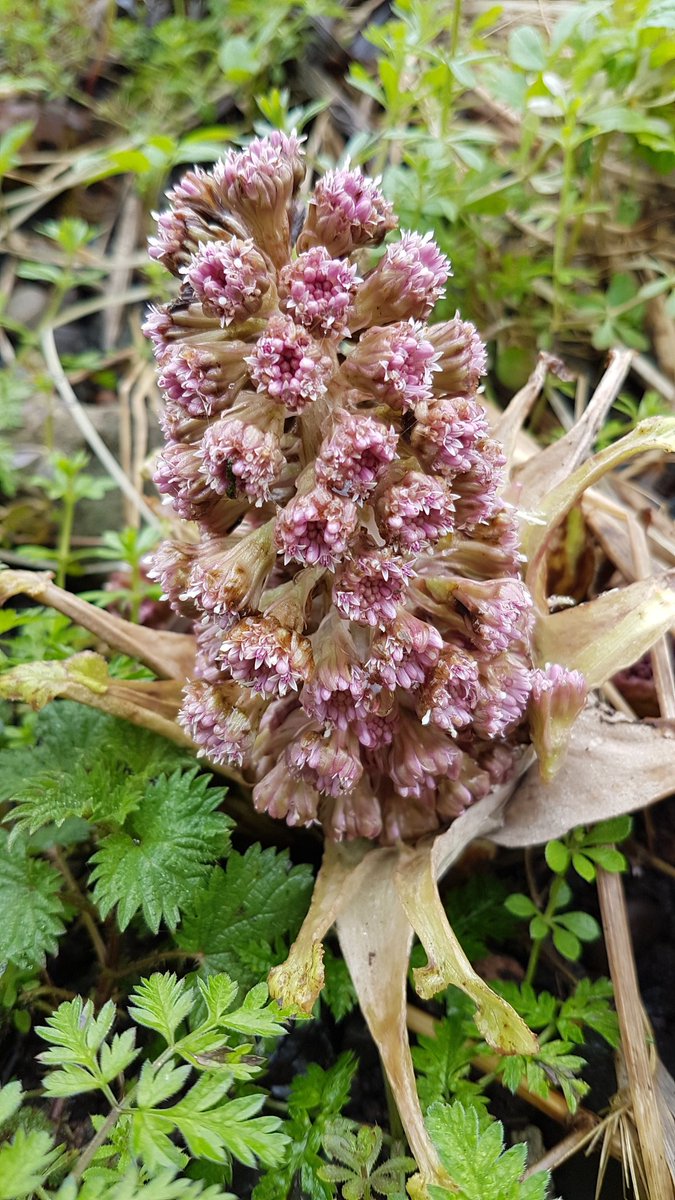 Excited to find my first butterbur in Ironbridge this week #wildflowerhour