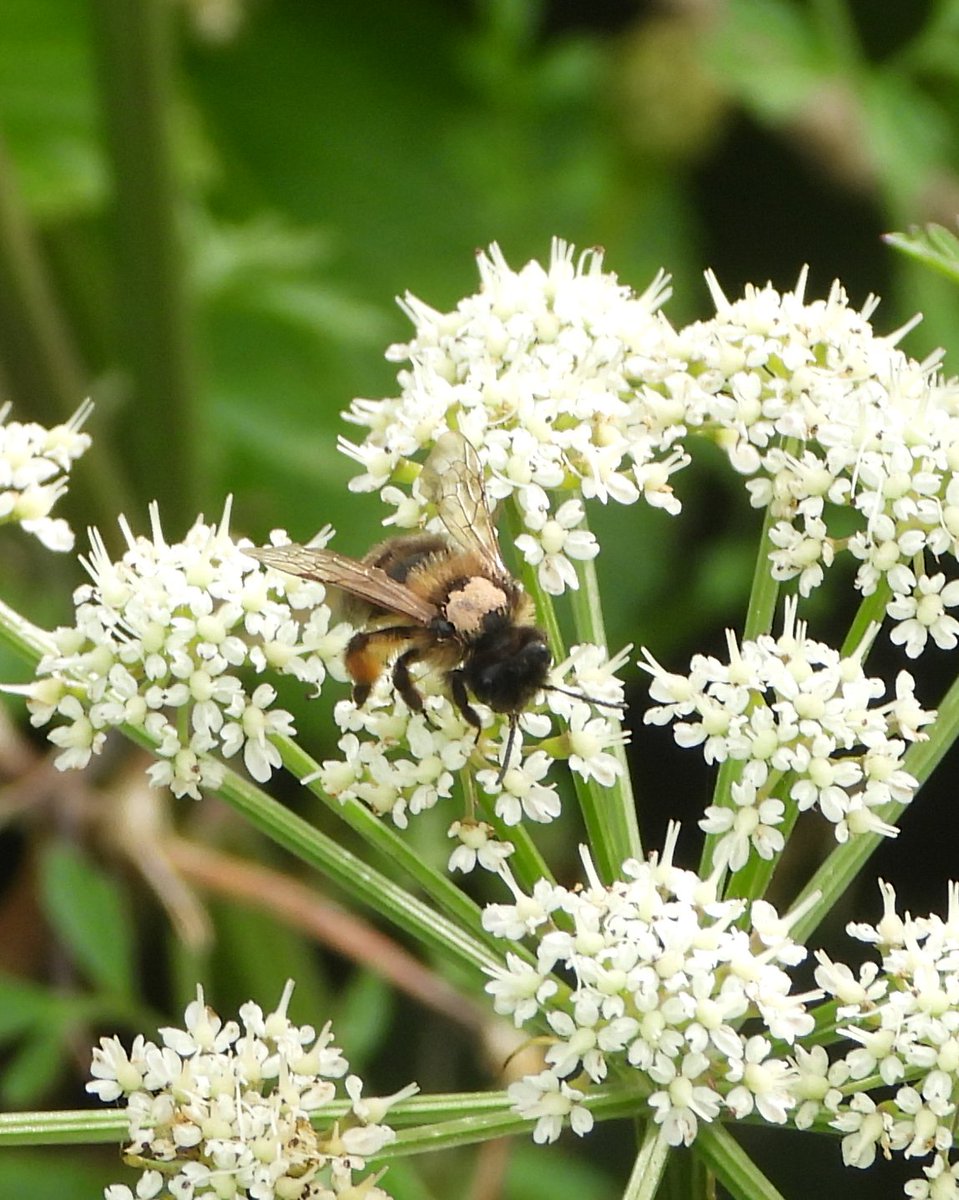 Otro polinizador. Creo que es una abeja Andrena (por la forma de la nervadura de las alas 🤞) y no identifico qué tiene pegado en el tórax.
 #PolinizadoresPrimavera2024