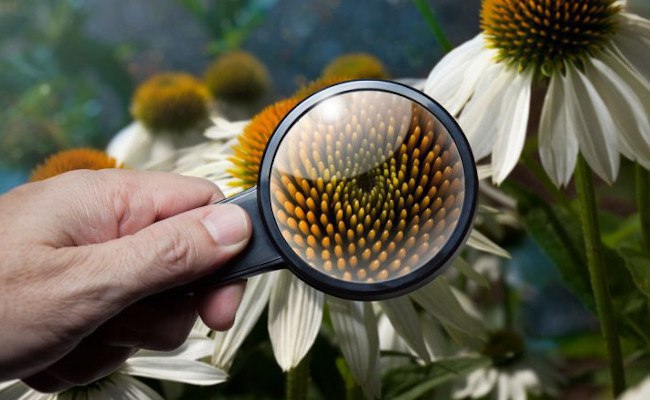 ÚLTIMES PLACES DEL CURS 'Angiospermes I. Curs de morfologia i identificació d'angiospermes (plantes amb flor, fruit i llavor)'. El dia 20 de març comença el curs. Hem ampliat el nombre de places, aprofita-ho! Informació, programa i inscripcions a:  floracatalana.cat/drupal843/node…