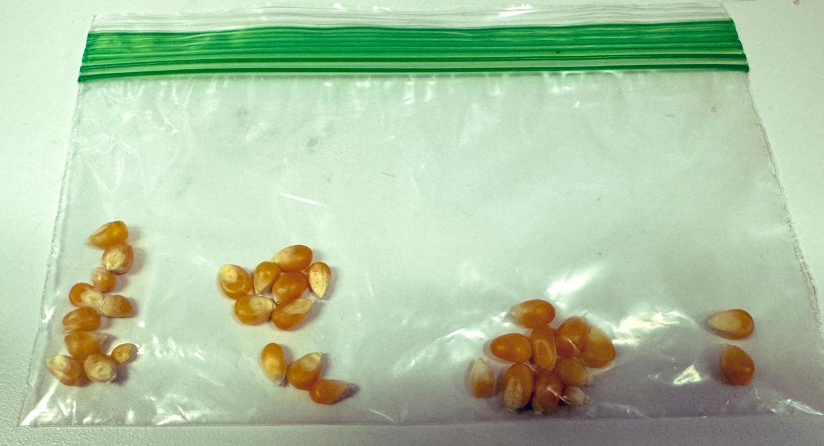Using this info, how many popcorn kernels are in a 25 pound bag? @BerkeleyEverett @YehCathery @meganlfranke @CotsenAoT @joanna_hayman6 @mathematize4all @bholden86 @julienneleeBPSD @Angelaturrou @WrightMath314 @CaroleeHurtado @NCTM @CAMathCouncil @jody_guarino @smt_williamson