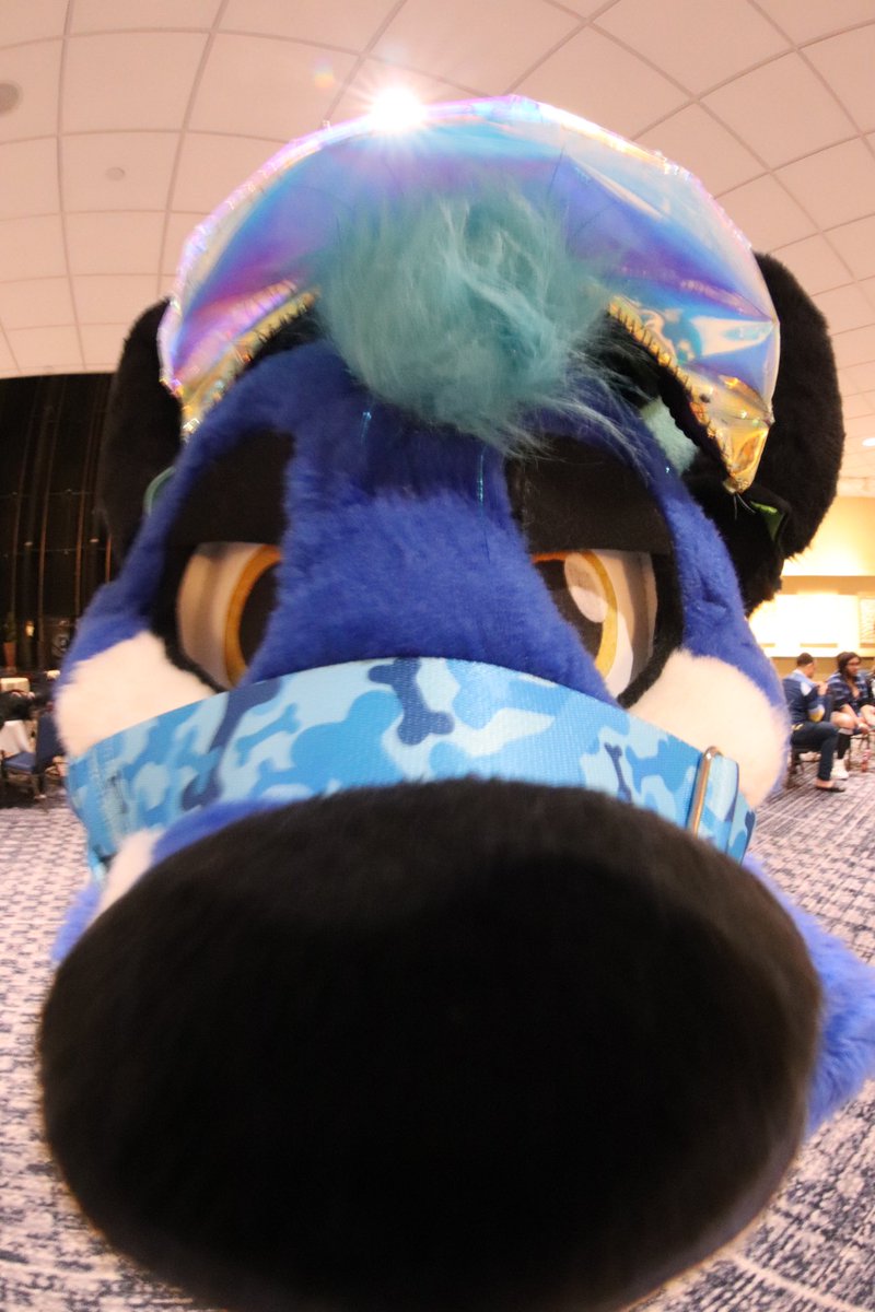 cookiethefox tweet picture