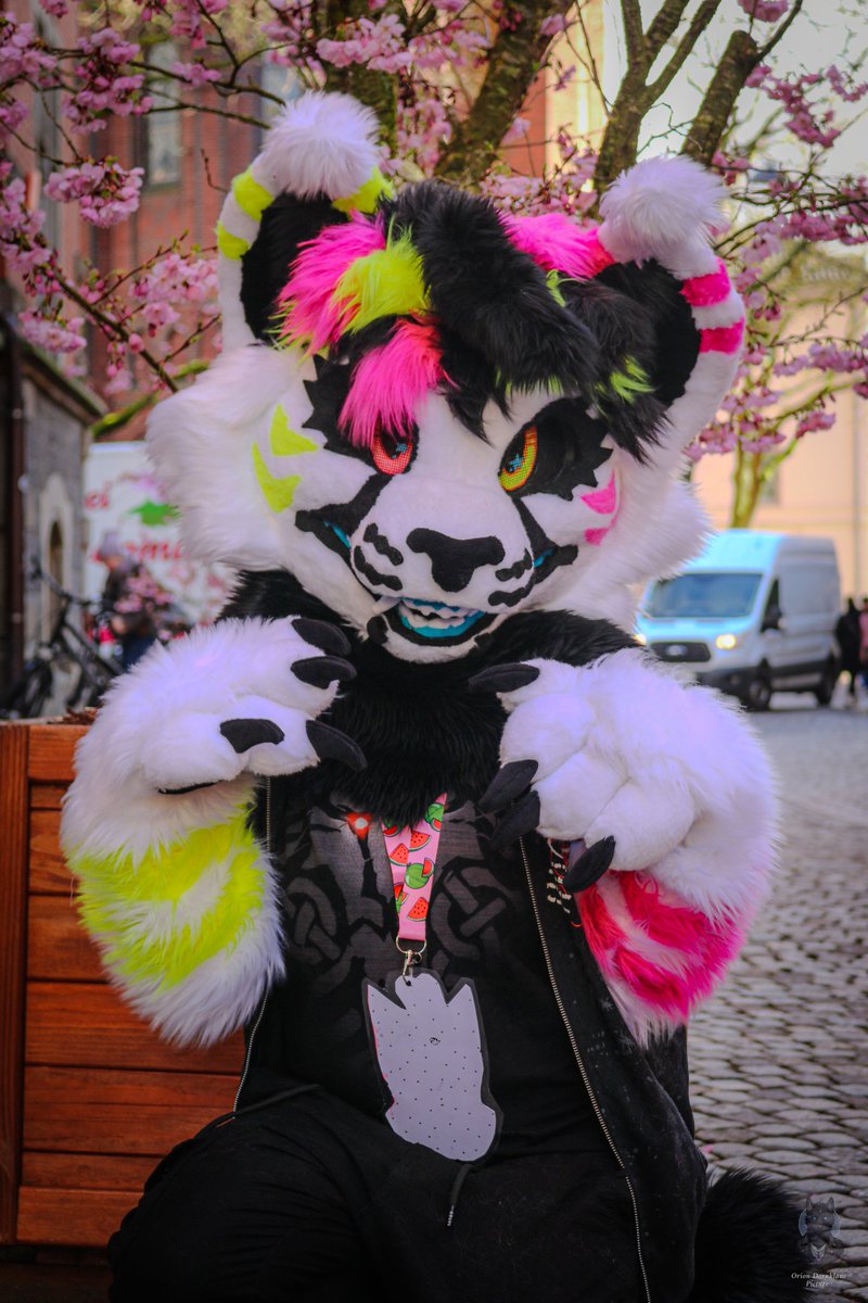 Orion Dornklaue Picture (@dornklaue89314) on Twitter photo Am 16.03.2024 fand der Fursuit Walk in Oldenburg Niedersachsen statt.
Wir waren ganz schön viele Leute heute Insgesamt über 40 flauschige Fursuiter, Es ist unglaublich toll gewesen so viele zu sehen und so viel Flauschige Momente festzuhalten.
Fotos: <a href="/orion_dornklaue/">Orion Dornklaue🐺🌲🌕</a> 🐺🐾📷 Am 16.03.2024 fand der Fursuit Walk in Oldenburg Niedersachsen statt.
Wir waren ganz schön viele Leute heute Insgesamt über 40 flauschige Fursuiter, Es ist unglaublich toll gewesen so viele zu sehen und so viel Flauschige Momente festzuhalten.
Fotos: <a href="/orion_dornklaue/">Orion Dornklaue🐺🌲🌕</a> 🐺🐾📷